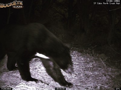 黑熊預警系統首次啟動，有效防範台灣黑熊進入向陽山屋